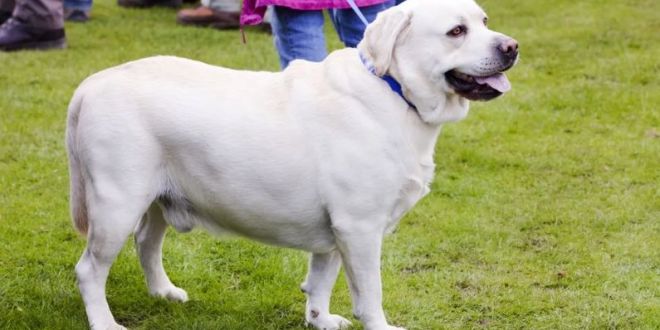 Genetic Influence on Obesity in Labradors: Explaining Weight Gain in Chunky Canines