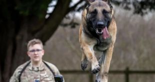 RAF Coningsby Dog Handlers Get Military Trophy