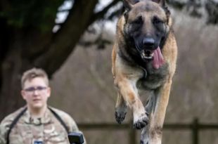 RAF Coningsby Dog Handlers Get Military Trophy