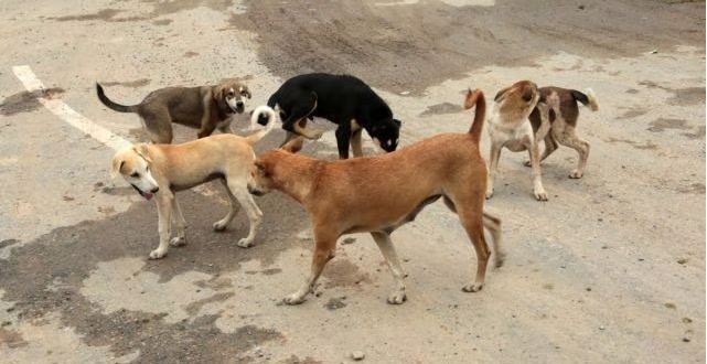 FIR Filed After Four Dogs Poisoned in Vikhroli
