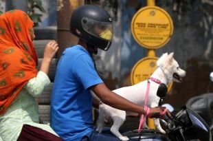 New Chandigarh Bylaws: House Size Will Determine Maximum Number of Pet Dogs Allowed