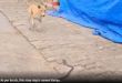 Watch How Courageous Dog Rescues Child from Cobra