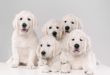 Elegance in Fur: A Showcase of 12 White Fluffy Dogs with Luxurious Coats
