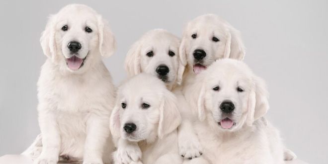 Elegance in Fur: A Showcase of 12 White Fluffy Dogs with Luxurious Coats