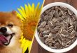 Can Dogs Eat Sunflower Seeds? The Risks and Benefits