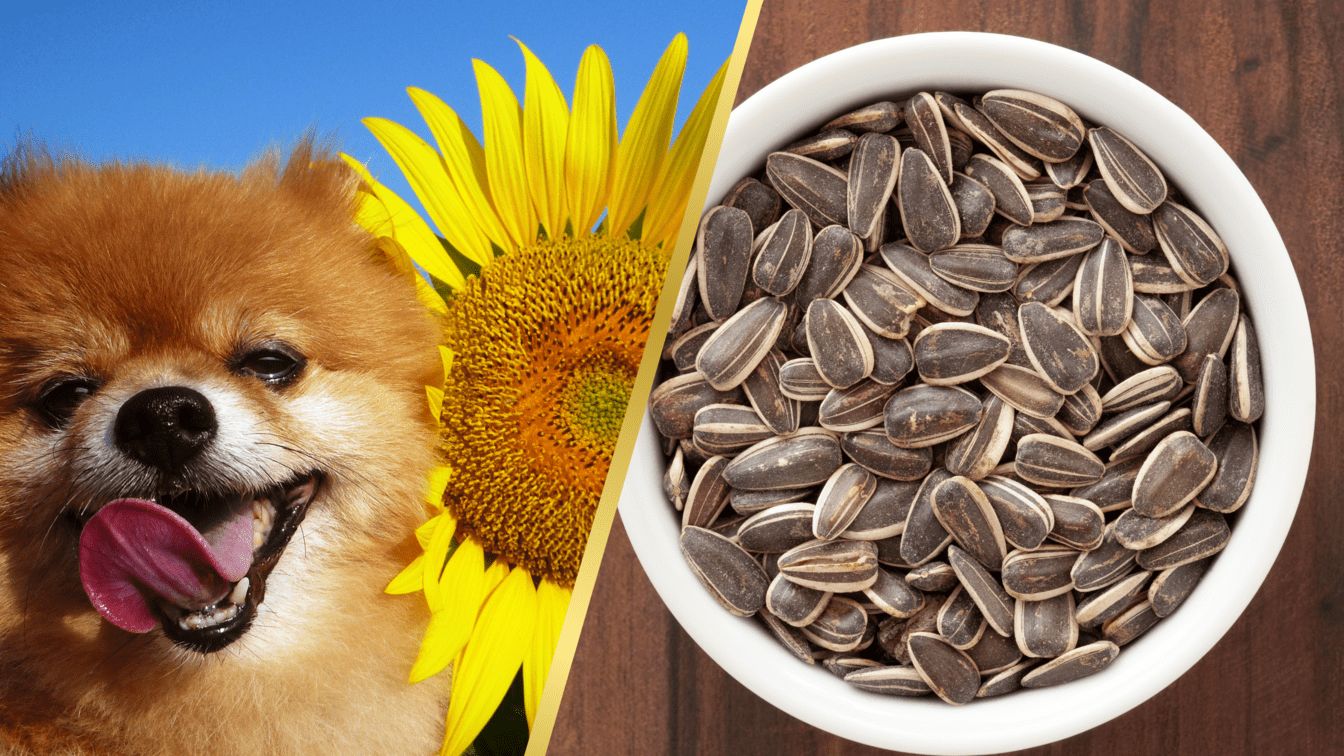 Can Dogs Eat Sunflower Seeds? The Risks and Benefits DogExpress