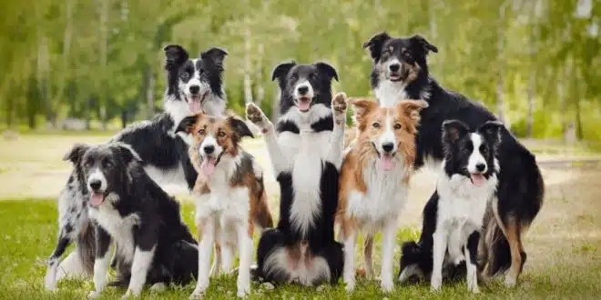 dogs with curly tails