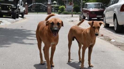 Post-Sterilization Chandigarh Trials AI Microchips to Manage stray dogs Population