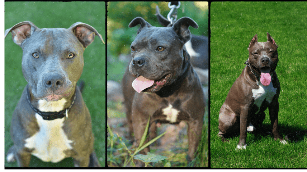 Pit Bull Dog Breed Types: Characteristics and Differences