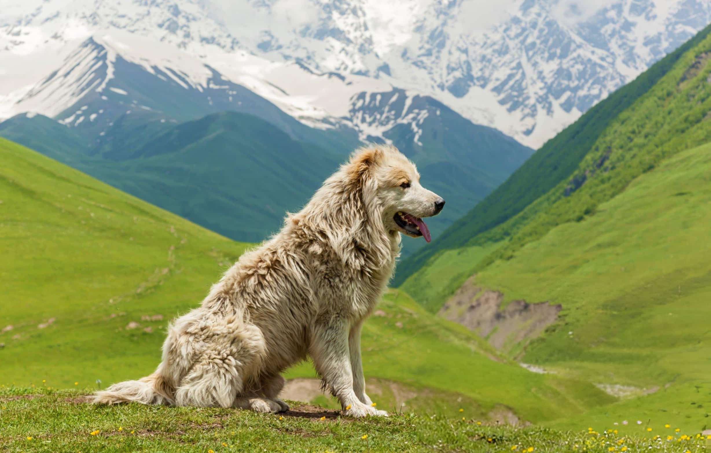 Anatolian Shepherd Colors