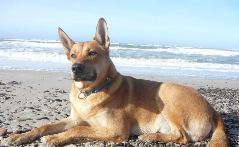 Carolina Dog