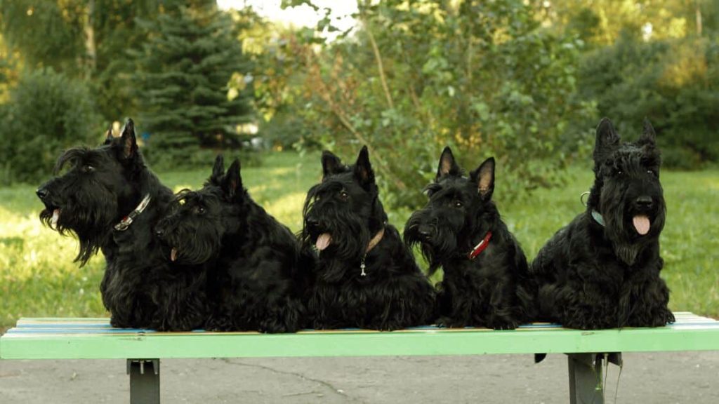Affenpinscher Dog Breed