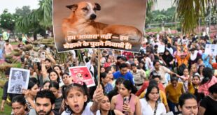Supreme Court Allows Sterilised Stray Dogs Back on Streets, Bans Public Feeding