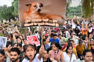 Supreme Court Allows Sterilised Stray Dogs Back on Streets, Bans Public Feeding