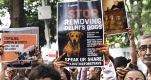 Bollywood Celebs React to Supreme Court Stray Dog Order