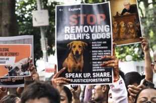 Bollywood Celebs React to Supreme Court Stray Dog Order