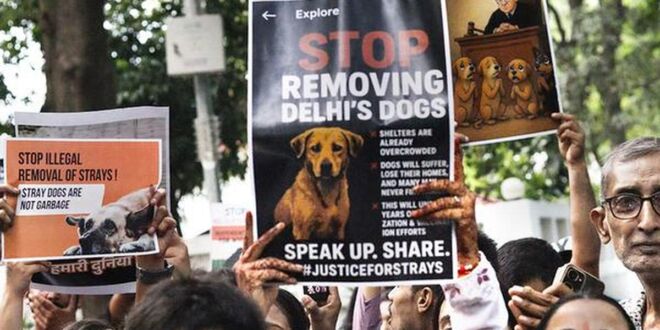Bollywood Celebs React to Supreme Court Stray Dog Order