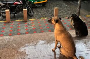 Beyond the Verdict: A Humane Path for Delhi’s Stray Dogs