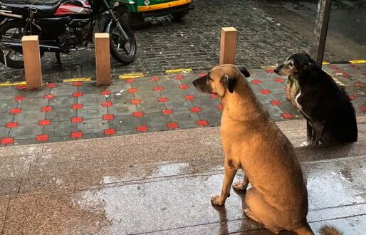 Beyond the Verdict: A Humane Path for Delhi’s Stray Dogs