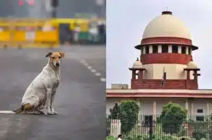 Supreme Court Orders Removal of Stray Dogs