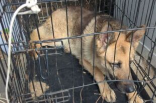 10-Year Ban for Man Who Kept Dogs in Filthy Vans