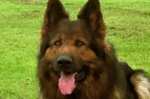 Liverpool Couple Banned After Illegal Dog Sitting Scandal