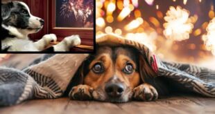 Keep Your Dog Safe This Diwali