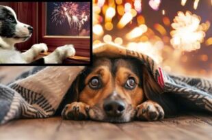 Keep Your Dog Safe This Diwali
