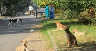 Good and Bad News for Dog Lovers