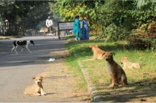 Good and Bad News for Dog Lovers