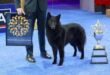 Belgian Sheepdog ‘Soleil’ Crowned Best in Show at the 2025 National Dog Show