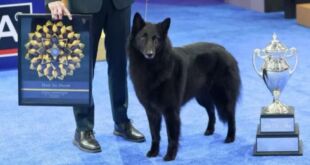Belgian Sheepdog ‘Soleil’ Crowned Best in Show at the 2025 National Dog Show