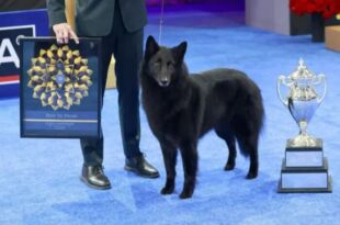Belgian Sheepdog ‘Soleil’ Crowned Best in Show at the 2025 National Dog Show