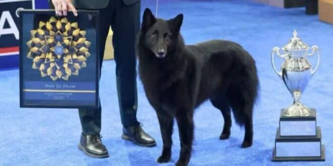Belgian Sheepdog ‘Soleil’ Crowned Best in Show at the 2025 National Dog Show