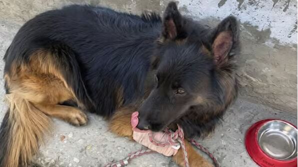 Tyson Continued the Mission After Being Shot in Jammu and Kashmir