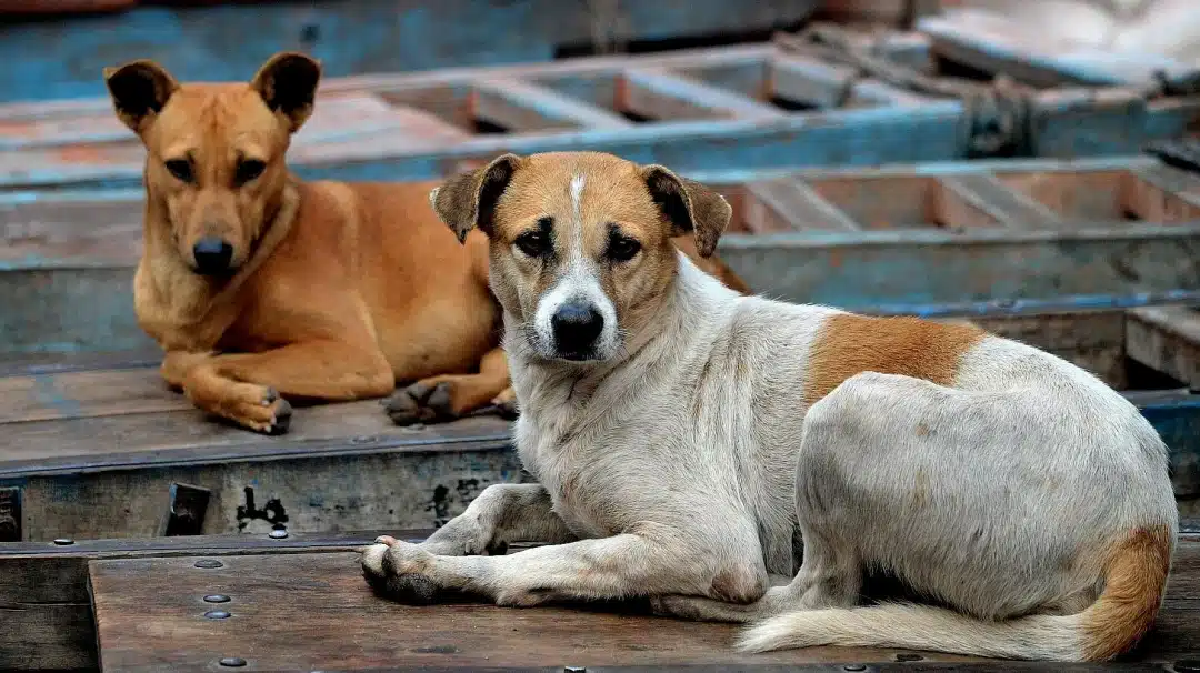 166 Dog Bite Cases Daily in Vasai-Virar Spark Health Risk