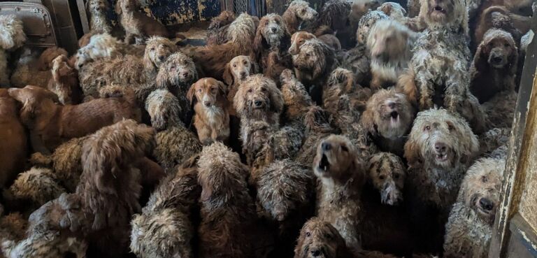 RSPCA Rescues Over 250 Dogs Crammed Into a Single UK Property |