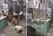 Stray Dogs During the Heatwave