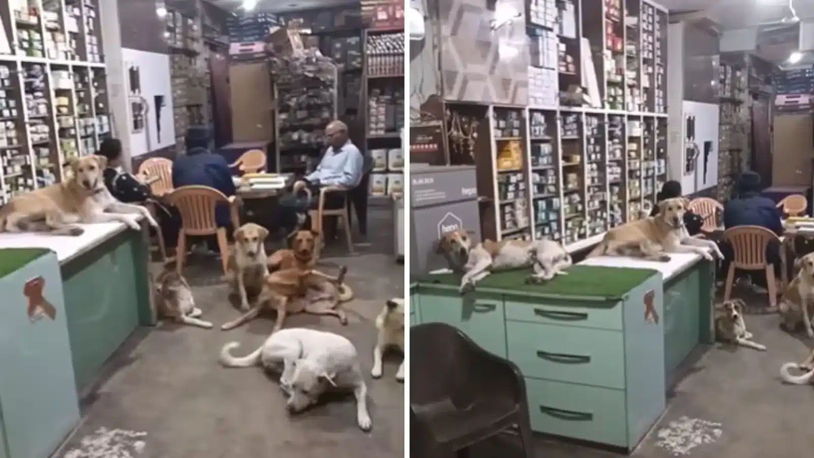 This Indian Shopkeeper Opened His Shop to Stray Dogs During the Heatwave, and the Internet is Melting (In a Good Way)