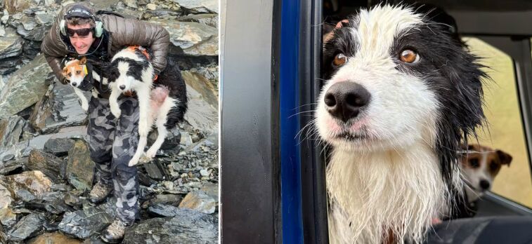 Dog Rescued From New Zealand Forest