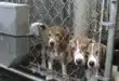 Ridglan Farms beagle rescue