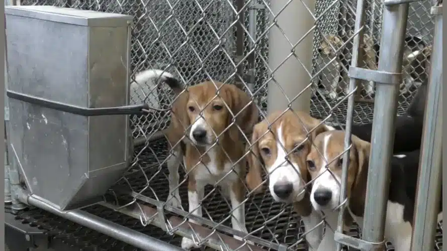 1,500 Beagles Set to Leave Ridglan Farms for Good After Historic Rescue Deal