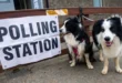 dogs at polling stations