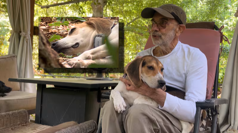 Pregnant Hound Rescue Story Ends in New Life