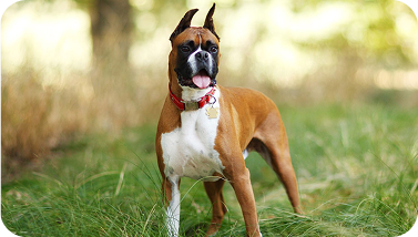 Boxer