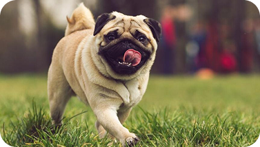 Pug
