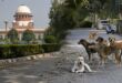supreme court on stray dog
