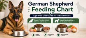 German Shepherd Feeding Chart