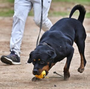 Chennai Pet Abandonment Fine: GCC Proposes Rs 25,000