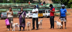 Chennai May Fine Pet Owners